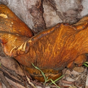 Gymnopilus junonius at Kaleen, ACT - 8 May 2020