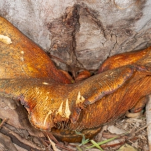 Gymnopilus junonius at Kaleen, ACT - 8 May 2020