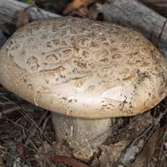 Amanita ochrophylla group at Gungaderra Grasslands - 8 May 2020 by DerekC