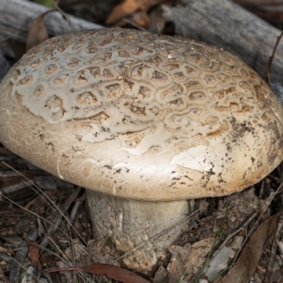 Amanita ochrophylla group at Gungaderra Grasslands - 8 May 2020 by DerekC