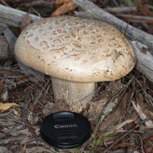 Amanita ochrophylla group at Kaleen, ACT - 8 May 2020