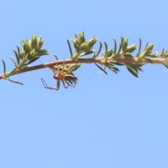 Oxyopes sp. (genus) (Lynx spider) at Parkes, ACT - 20 Nov 2019 by Tammy