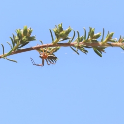 Oxyopes (genus) (Lynx spider) at Parkes, ACT - 20 Nov 2019 by Tammy