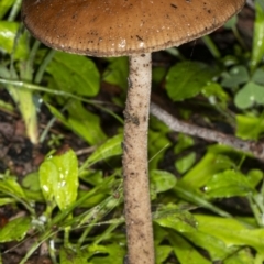 Oudemansiella 'radicata group' (Rooting shank) at Acton, ACT - 1 May 2020 by DerekC