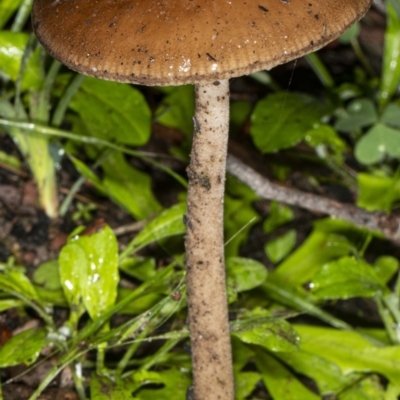 Oudemansiella 'radicata group' (Rooting shank) at Acton, ACT - 1 May 2020 by DerekC