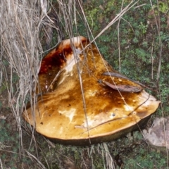 Unidentified Fungus at ANBG South Annex - 1 May 2020 by DerekC