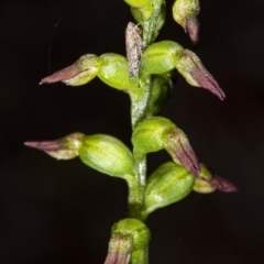 Corunastylis clivicola (Rufous midge orchid) at ANBG South Annex - 1 May 2020 by DerekC