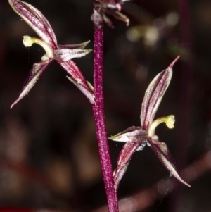 Acianthus exsertus at Acton, ACT - suppressed