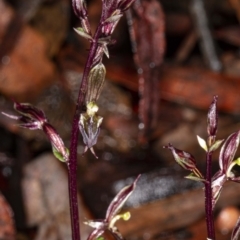 Acianthus exsertus at Acton, ACT - suppressed