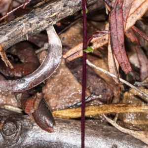 Acianthus exsertus at Acton, ACT - suppressed