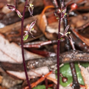 Acianthus exsertus at Acton, ACT - suppressed