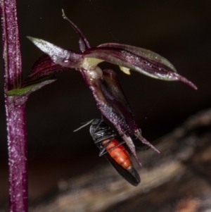 Acianthus exsertus at Acton, ACT - suppressed