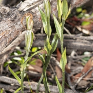 Diplodium sp. at Hawker, ACT - 6 May 2020