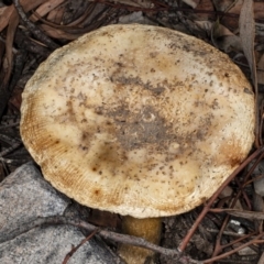 Amanita sp. (Amanita sp.) at Bruce, ACT - 9 Apr 2020 by DerekC