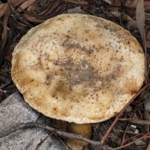 Amanita sp. at Bruce, ACT - 9 Apr 2020