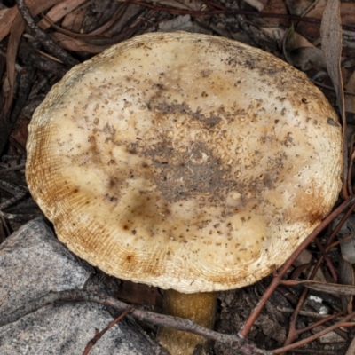 Amanita sp. (Amanita sp.) at Bruce, ACT - 9 Apr 2020 by DerekC