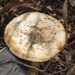 Amanita sp. at Bruce, ACT - 9 Apr 2020