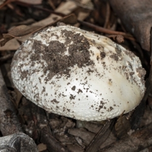 Amanita sp. at Bruce, ACT - 9 Apr 2020 01:50 PM