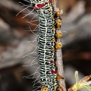 Phalaenoides glycinae at Hackett, ACT - 9 Apr 2020