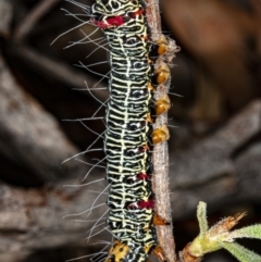 Phalaenoides glycinae at Hackett, ACT - 9 Apr 2020