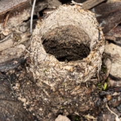 Camponotus intrepidus (Flumed Sugar Ant) at Hackett, ACT - 9 Apr 2020 by DerekC