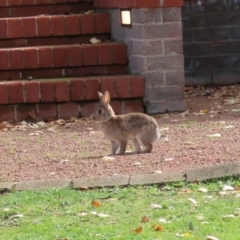 Oryctolagus cuniculus at Barton, ACT - 8 May 2020