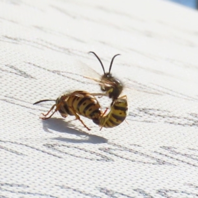 Vespula germanica (European wasp) at Mount Ainslie to Black Mountain - 8 May 2020 by RodDeb
