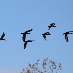 Phalacrocorax sulcirostris (Little Black Cormorant) at Parkes, ACT - 8 May 2020 by RodDeb