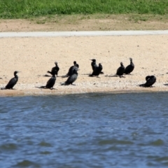 Phalacrocorax sulcirostris at Parkes, ACT - 8 May 2020