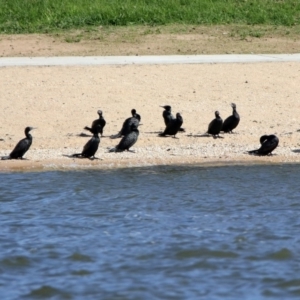 Phalacrocorax sulcirostris at Parkes, ACT - 8 May 2020