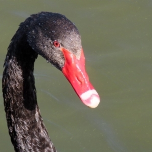 Cygnus atratus at Parkes, ACT - 8 May 2020