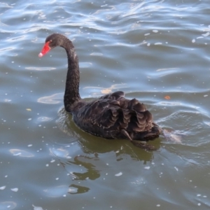 Cygnus atratus at Parkes, ACT - 8 May 2020