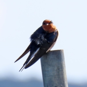 Hirundo neoxena at Parkes, ACT - 8 May 2020 12:03 PM