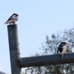 Hirundo neoxena at Parkes, ACT - 8 May 2020 12:03 PM