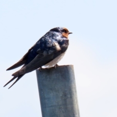 Hirundo neoxena at Parkes, ACT - 8 May 2020 12:03 PM