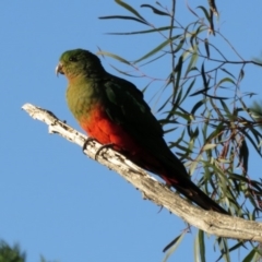 Alisterus scapularis (Australian King-Parrot) at Macarthur, ACT - 8 May 2020 by RodDeb