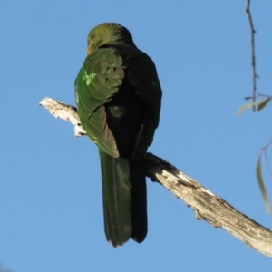 Alisterus scapularis at Macarthur, ACT - 8 May 2020