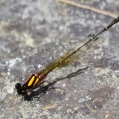 Nososticta solida (Orange Threadtail) at Molonglo River Reserve - 26 Jan 2015 by Harrisi