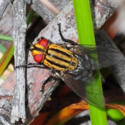Sarcophagidae (family) (Unidentified flesh fly) at Nerriga, NSW - 17 Nov 2013 by Harrisi