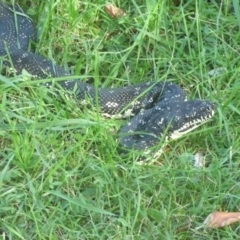 Morelia spilota spilota (Diamond Python) at Corunna, NSW - 8 May 2020 by JackieLambert