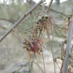 Amyema cambagei (Sheoak Mistletoe) at Tuggeranong DC, ACT - 15 Jan 2020 by michaelb