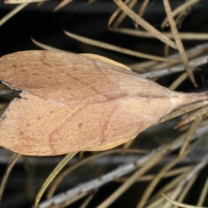 Pararguda nasuta at Ainslie, ACT - 24 Nov 2019