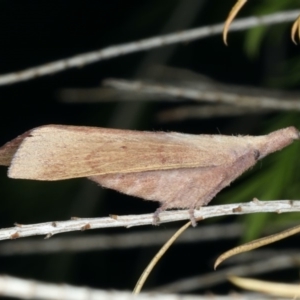 Pararguda nasuta at Ainslie, ACT - 24 Nov 2019