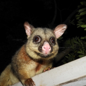 Trichosurus vulpecula at Kambah, ACT - 8 May 2020