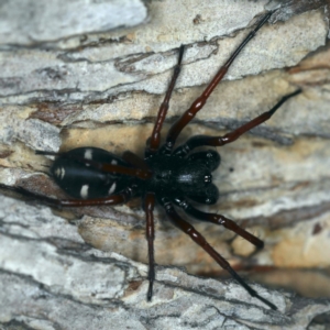 Storena cyanea at Ainslie, ACT - 24 Nov 2019 07:43 PM