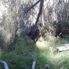 Menura novaehollandiae (Superb Lyrebird) at Mount Clear, ACT - 8 May 2020 by ChrisHolder