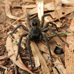 Unidentified Wolf spider (Lycosidae) at Kambah, ACT - 7 May 2020 by MatthewFrawley