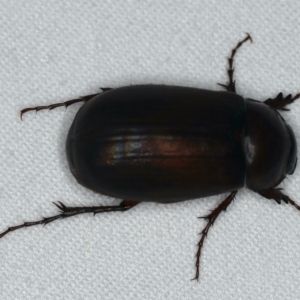 Melolonthinae (subfamily) at Ainslie, ACT - 24 Nov 2019 07:45 PM