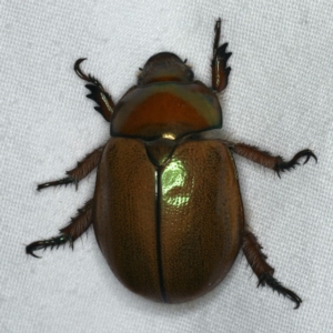 Anoplognathus sp. (genus) at Ainslie, ACT - 24 Nov 2019