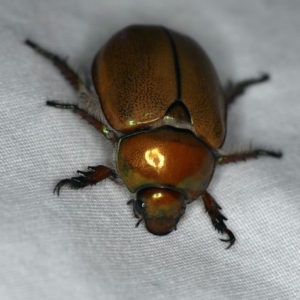 Anoplognathus sp. (genus) at Ainslie, ACT - 24 Nov 2019